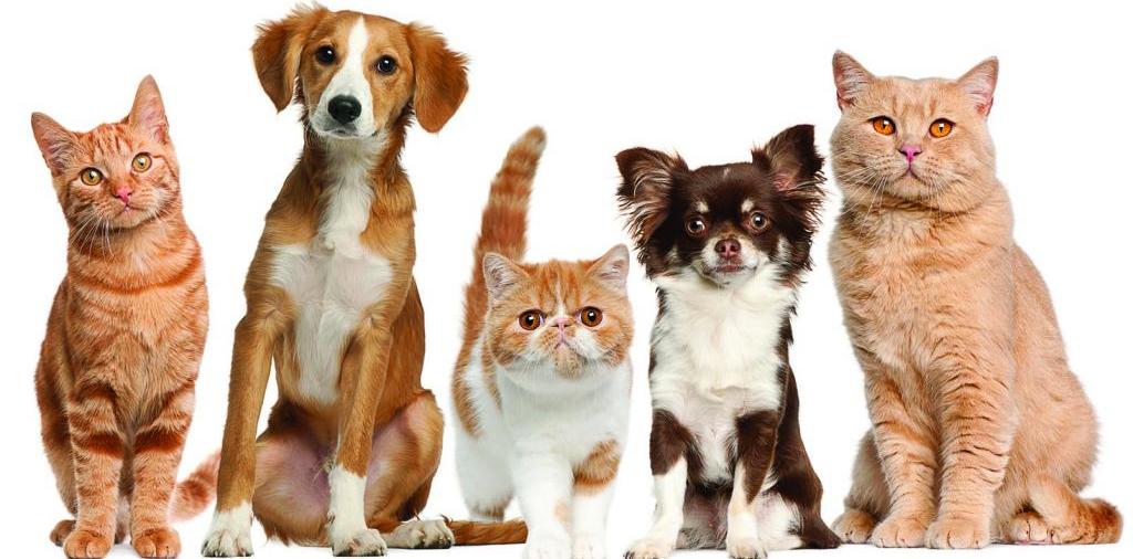 Доска объявлений о животных | ЗооТом - продажа, вязка и услуги для животных в Пушкино