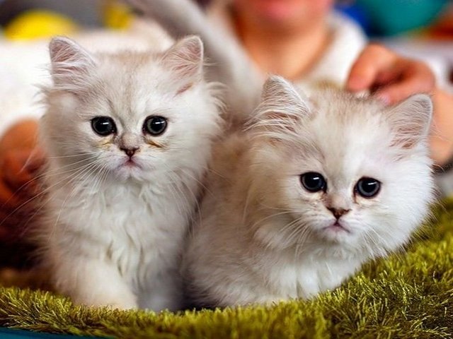 Породы кошек в Пушкино | ЗооТом портал о животных