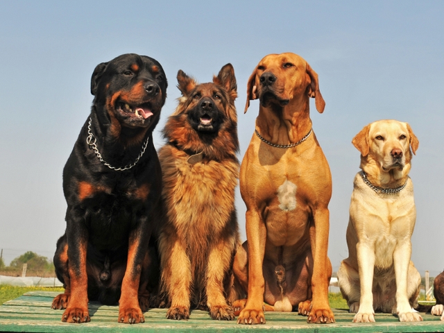 Крупные породы собак в Пушкино | ЗооТом портал о животных